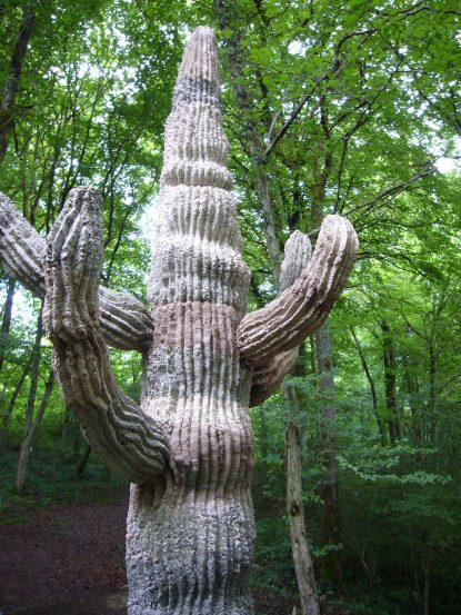 @ Vincent Kohler Wikiki, cactus, saguaro